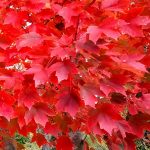 NativeMapleRedMaple3