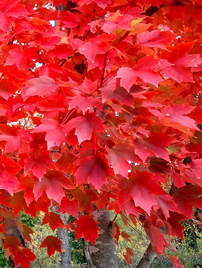 NativeMapleRedMaple3